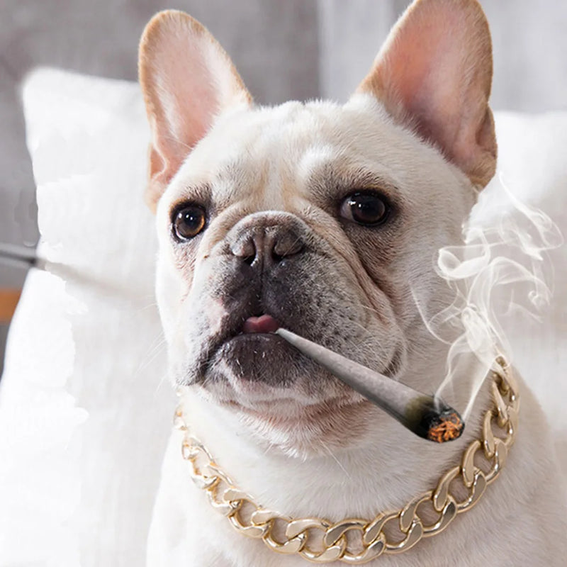 Dog Luxury Gold Chain Collar